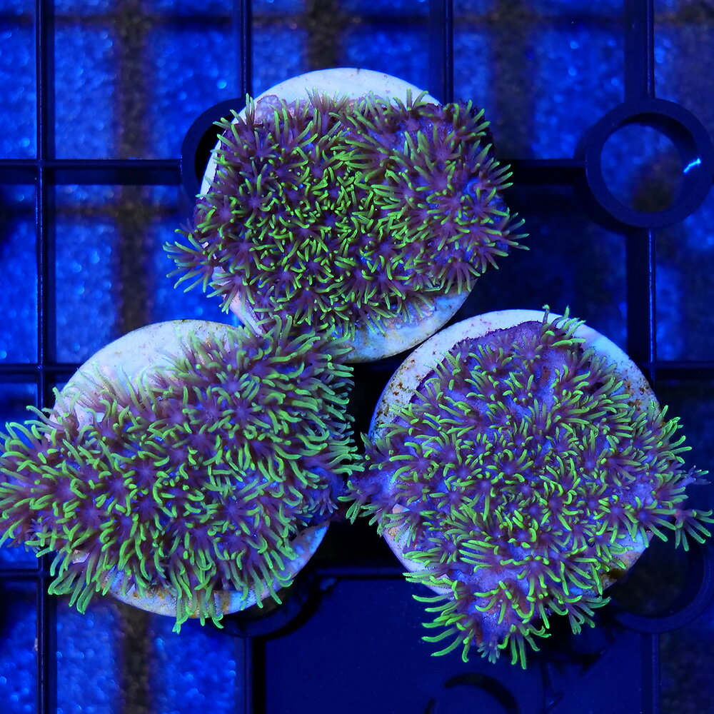 楽天市場】スターポリプの通販