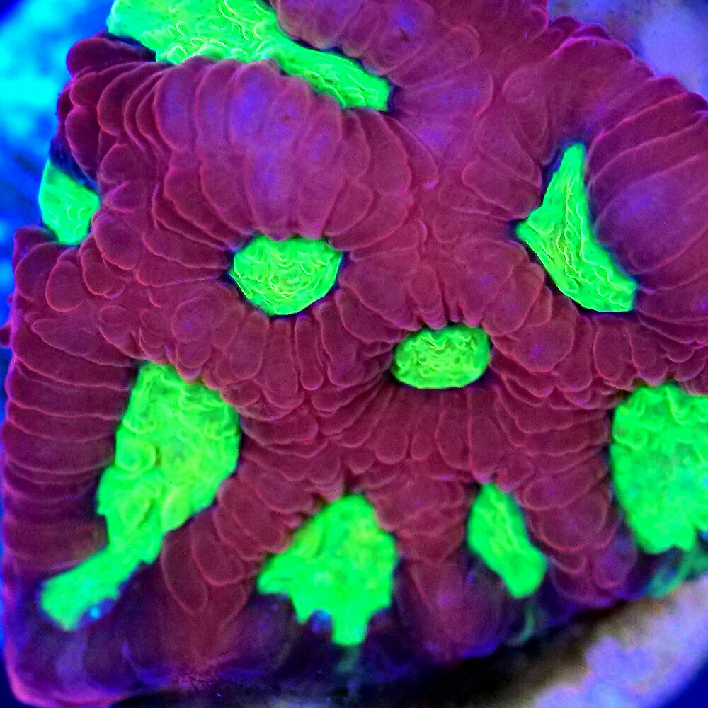 （サンゴ）フラグサンゴ　キクメイシsp．レッド マウスグリーン　Mサイズポリカプラグ付き（1個）wh‐64　北海道・九州航空便要保温