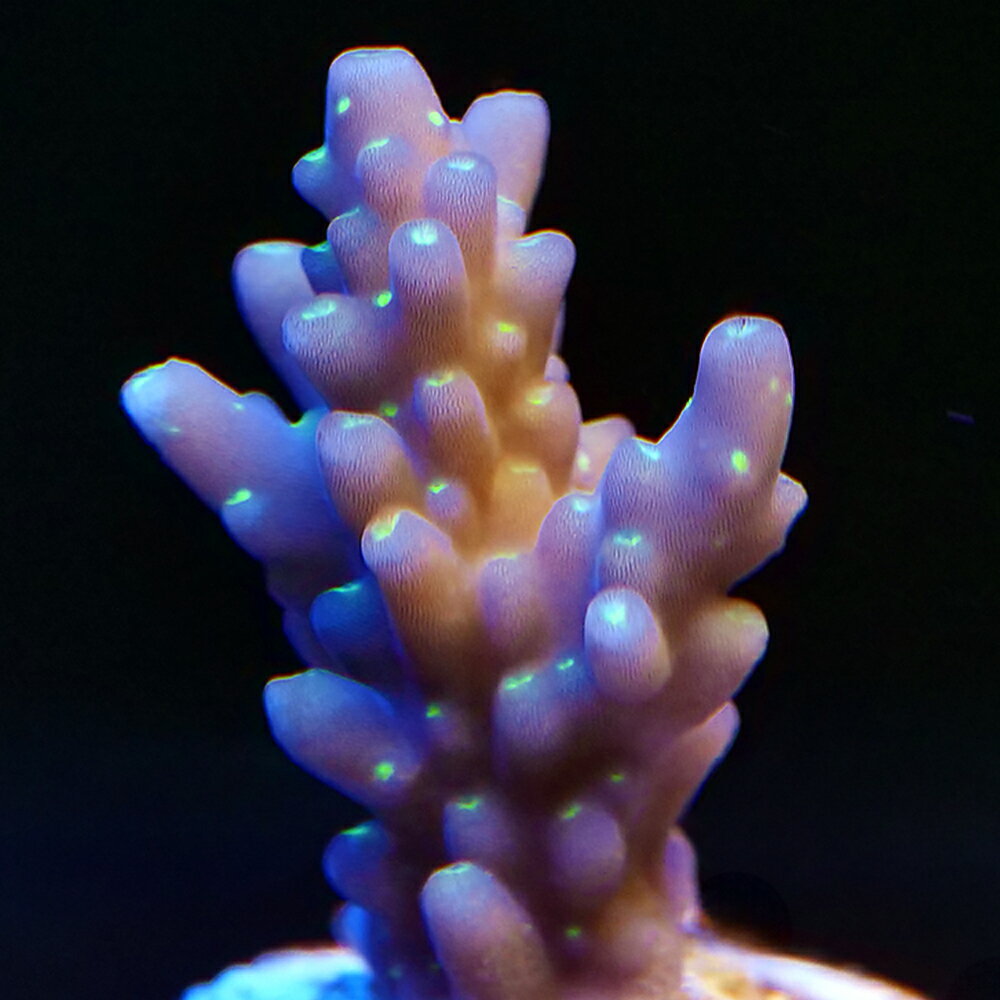 少し珍しい産地です！販売名スゲミドリイシ学名（※）Acropora nana（※）…改良品種や学名が不明の種は流通名での記載の場合があります。分布南太平洋飼育要件温度　　　　　→　24度前後 照明　　　　　→　かなり強（60cm水槽でメタルハライドランプ150W以上—青・白系） 水流　　　　　→　強（多方向からランダムに） 餌　　　　　　→　不要 水質　　　　　→　硝酸塩がほぼ検出されない清浄な水・カルシウム他微量元素の添加が必要※…飼育環境は一例です。必ずしもこの環境下であれば飼育できることを確約するものではございません。必ずしもこの環境下であれば飼育できることを確約するものではございません。種類詳細小型個体時は円筒状の枝を持ちますが、成長に伴い細長い形状へ成長していきます。ミドリイシの仲間はサンゴの代名詞ともいえる浅場系造礁サンゴです。グリーンのポリプが美しく、良く咲いてくれるので飼育していて楽しいサンゴです。飼育の方法は他のミドリイシと変わりません。飼育のポイントあらゆるサンゴの中でも飼育条件は厳しい種類で強めの照明及びランダムな水流を当てる必要があります。また、カルシウムをはじめとした微量元素やKH・pHの値にも敏感で、成長を妨げる栄養塩も低く抑える必要があります。硝酸塩、リン酸塩、ケイ酸塩などの栄養塩を抑えるにはRO浄水器を通した水を使ったり吸着剤を利用します。栄養塩は魚からも排出されるためエサをよく食べる生体との混泳には水替えを多くするなどの対応が必要です。飼育難易度自体は他のミドリイシと変わりませんが、照明が強すぎる、合わない等の場合は褐色化してくる事があります。注意事項※お送りする個体は幅約2cm程度のポリカプラグに接着した物になります。※こちらは人工的に切断、接着した物となります、予めご了承下さい。※輸送の際に外れることがありますので予めご了承ください。※形状、模様、色、サイズ等の指定についてはお受け致しかねます。コーラルフラグプラグ　サンドコーティング　Mサイズ（φ20mm）　10本入りコーラルフラグプラグ　サンドコーティング　Lサイズ（φ30mm）　10本入り … ◎　kaisui70　ma_sanfdmsklgo　ハードコーラル　海水　サンゴ　m_hardcoral　ミドリイシ　mrnp5bai130914　hardco_1101　バディング　9mas_bri_acropra0731　up0827time_ma　スゲミドリイシ　オーストラリア　プラグ　フラグ　プラフラグ　プラプラグ　ポリカプラグ　PCフラグ　20251228　OK　y26m01　ポリカプラグ　フラグ　プラグ　フラグサンゴ　マルコロック　マルコ■この商品をお買い上げのお客様は、下記商品もお買い上げです。※この商品には付属しません。■コーラルフラグプラグ　サンドコーティング　Mサイズ（φ20mm）　10本入りコーラルフラグプラグ　サンドコーティング　Lサイズ（φ30mm）　10本入り
