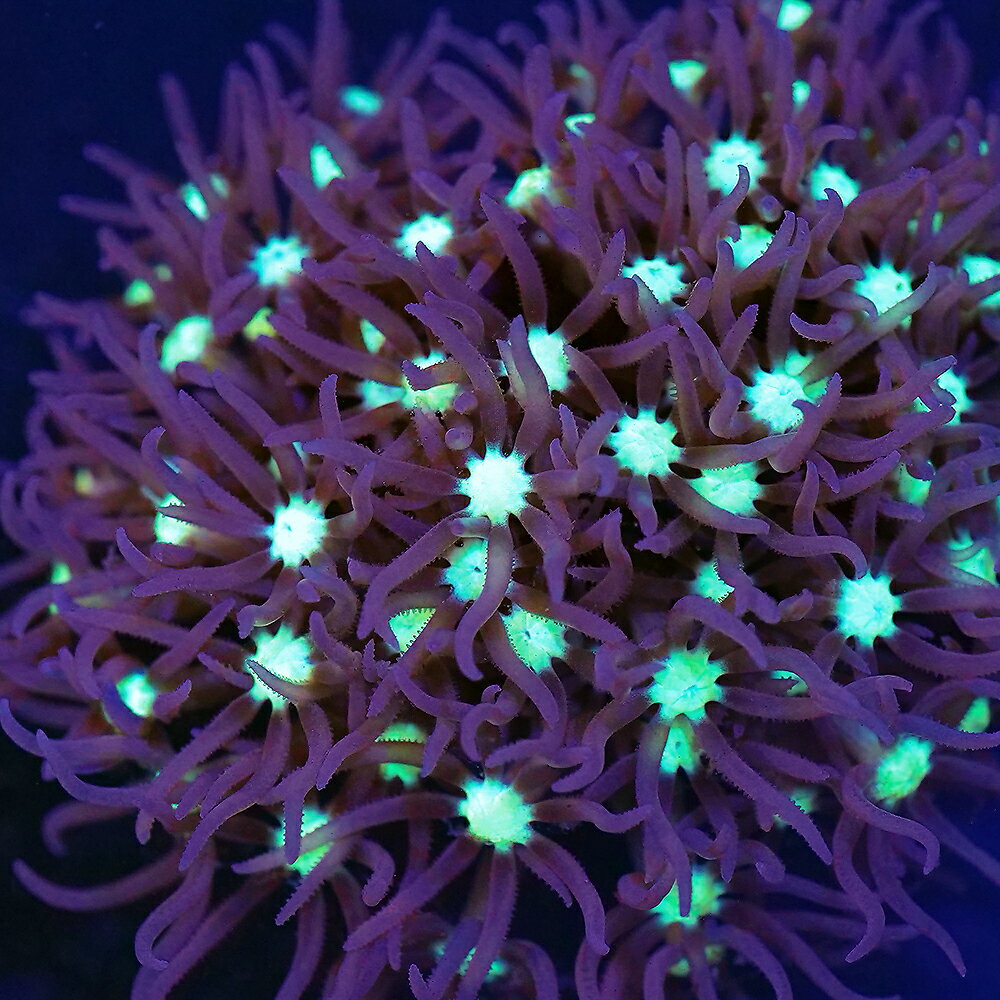 楽天市場】スターポリプの通販