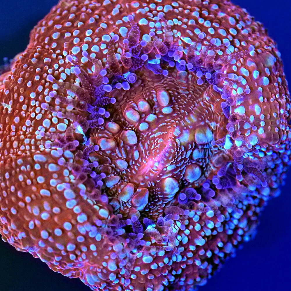 （サンゴ）フラグサンゴ　オオトゲキクメイシ　ボアバンキー　Mサイズポリカプラグ付き（1個）yl‐86　北海道・九州航空便要保温