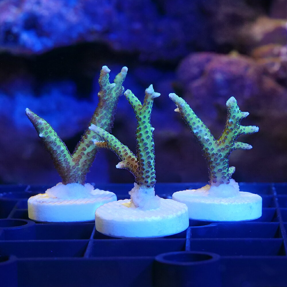 楽天市場】トゲサンゴ（熱帯魚・アクアリウム｜ペット・ペットグッズ