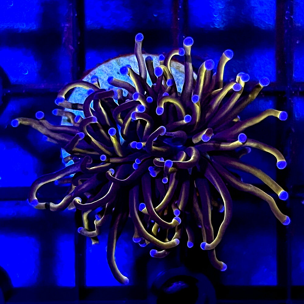 （サンゴ）インドネシア産　24Kゴールドトーチ　プラグ付き（1個）　北海道・九州航空便要保温