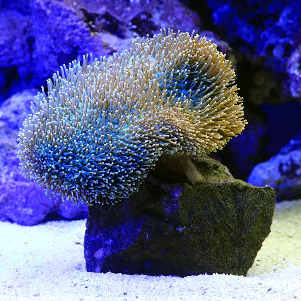 楽天市場】ウミキノコ（観賞魚｜熱帯魚・アクアリウム）：ペット