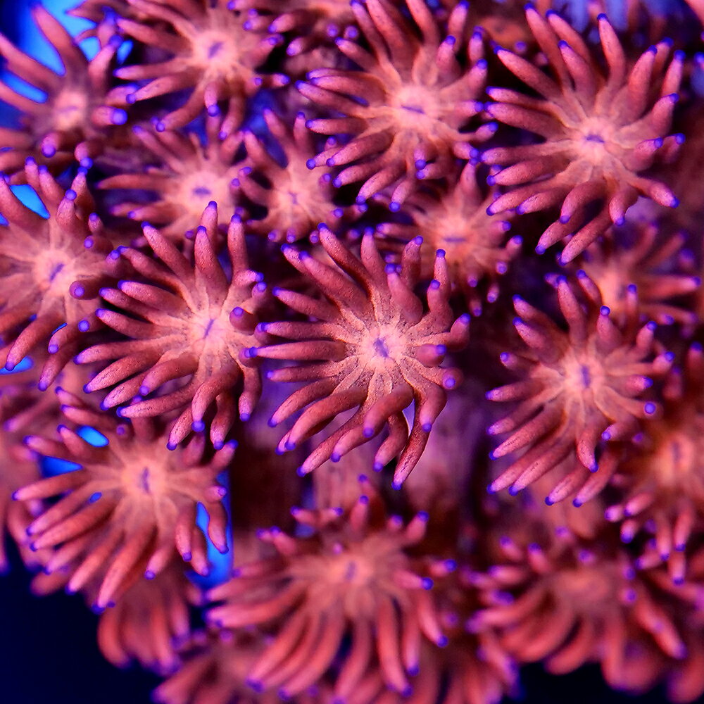 （サンゴ）ハナガササンゴ　レッド　ポリカプラグM（1個）w‐20　北海道航空便要保温