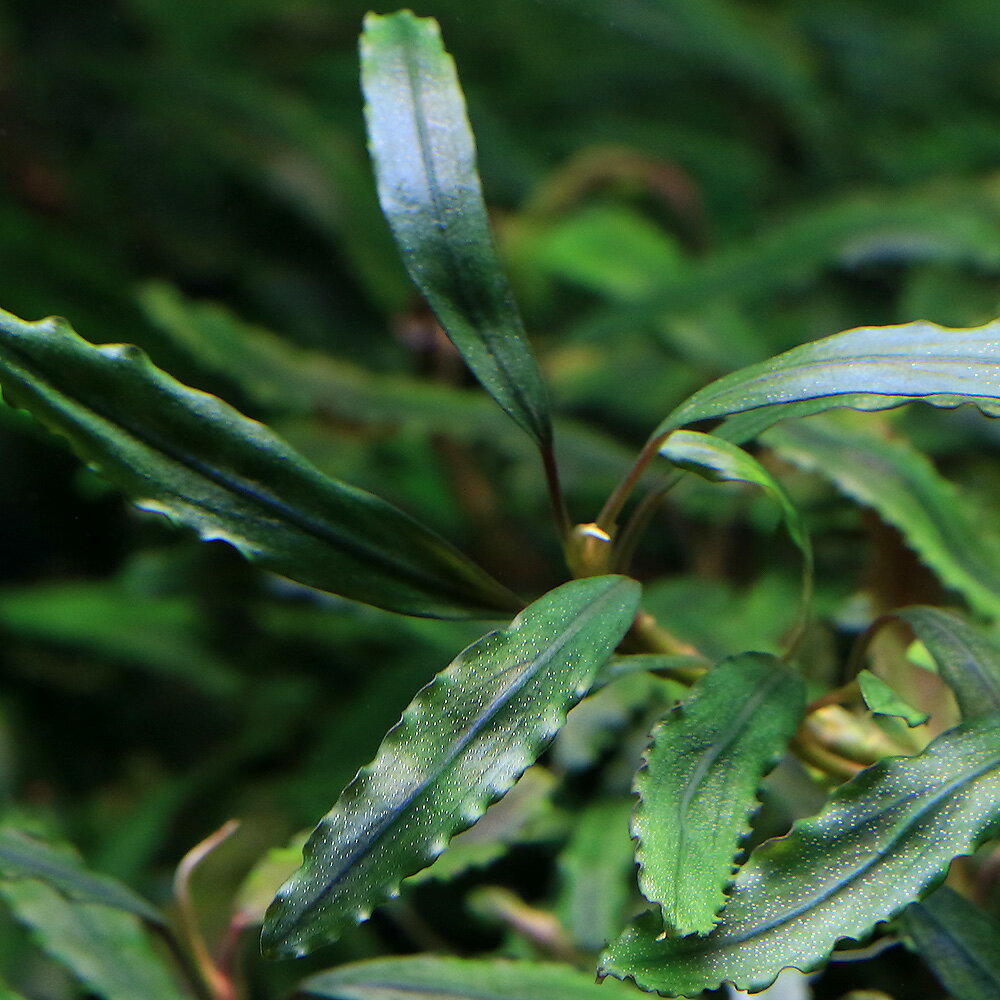 （水草）水辺植物　巻きたて　メダカが喜ぶ侘び島！～赤系水草Ver．～　浮き島　産卵　隠れ家（水上葉）（1個）