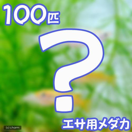 （めだか）死着保証あり 生餌 エサ用メダカ（100匹） 活餌