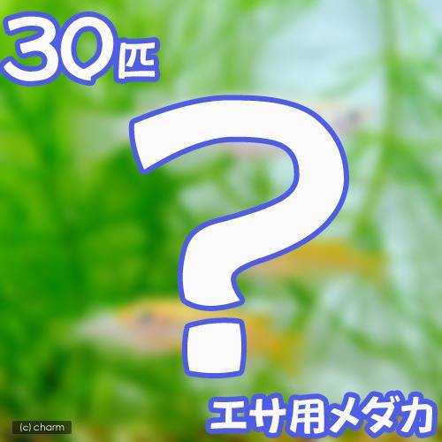 （めだか）死着保証あり 生餌 エサ用メダカ（30匹） 活餌