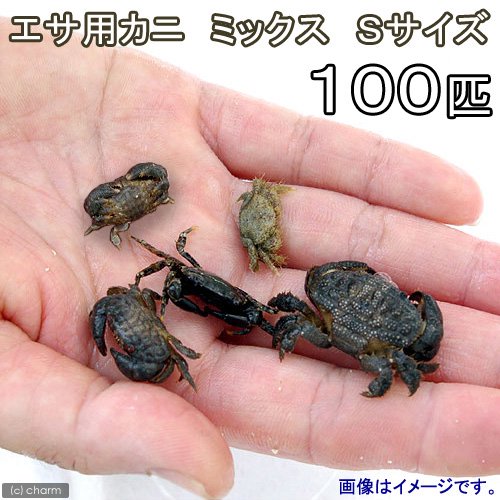 （海水魚）死着保証あり　カニ　生餌　エサ用カニ　ミックス　Sサイズ（100匹）　活餌　北海道・九州航空便要保温