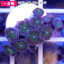 (海水魚 サンゴ)一点物 マメス...