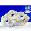 (海水魚)C.P.Farm バクテリア付きライブロックレプリカ Lサイズ 1個(形状お任せ) 北海道航空便要保温