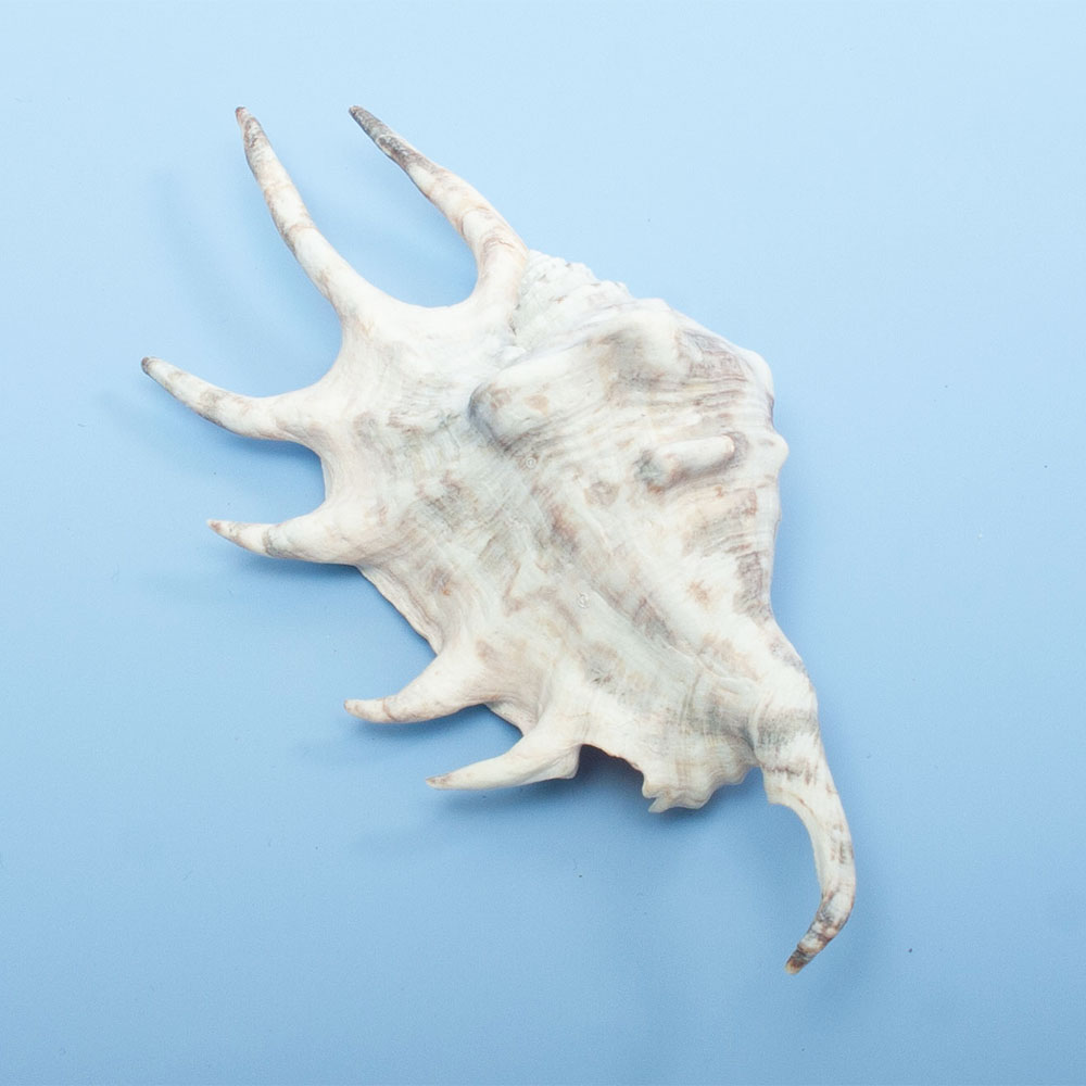 貝殻　シェルコレクション　クモガイ　ツノあり　Sサイズ（1個）（形状おまかせ）　関東当日便