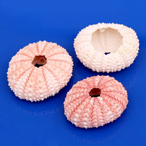 貝殻 シェルコレクション ピンクシーアーチン 1個 形状おまかせ