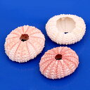 貝殻 シェルコレクション ピンクシーアーチン 1個 形状お任せ 関東当日便