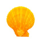 貝殻　シェルコレクション　ヒオウギガイ　おまかせカラー　Lサイズ　片面タイプ　1個　形状お任せ【HLS_DU】　関東当日便