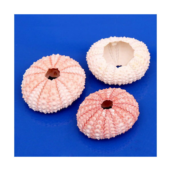 貝殻 シェルコレクション ピンクシーアーチン 2個 形状おまかせ