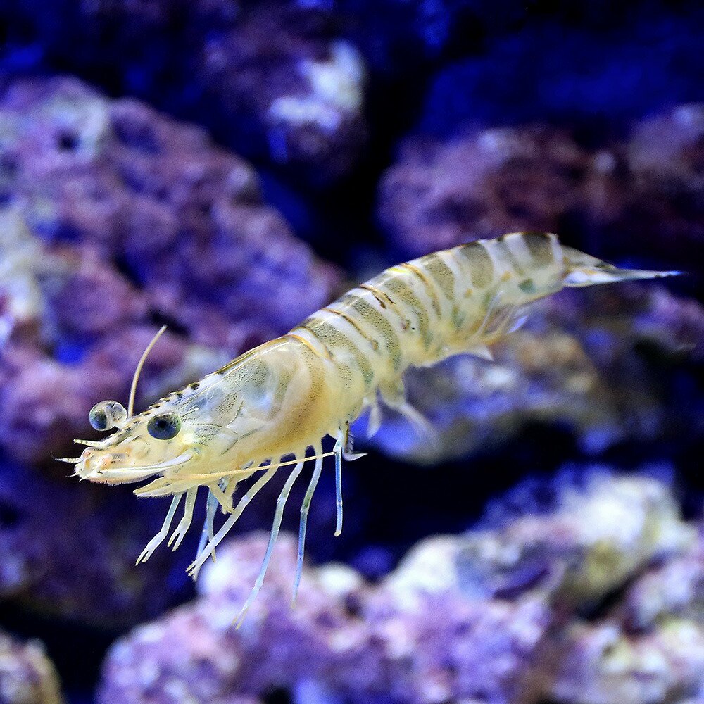 （生餌）死着保証あり　エビ　生餌　サイマキエビ　クルマエビ（50匹）　活餌　北海道・九州航空便要保温