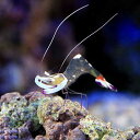 (海水魚)エビ オドリカクレエビ(1匹) 北海道航空便要保温