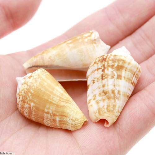 ���̡������륳�쥯����󡡥ޥ�������M��������3�ġˡ�HLS_DU�ۡ�����������