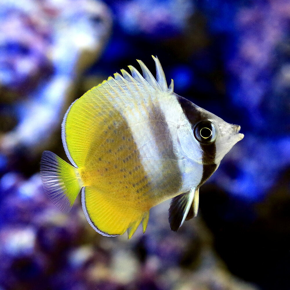 （海水魚）沖縄産　ミゾレチョウチョウウオ（1匹）
