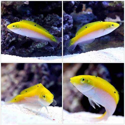 Wrasse - （海水魚）インディアンカナリーラス（1匹）　北海道・九州航空便要保温