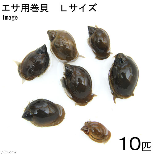 生餌 エサ用巻貝 Lサイズ 約1.5~3cm（10匹）