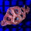 （サンゴ）一点物　オーストラリア産　オオトゲキクメイシ　CM－16609（1個）