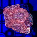 （サンゴ）一点物　オーストラリア産　オオトゲキクメイシ　プラグ付き　CM－16614（1個）