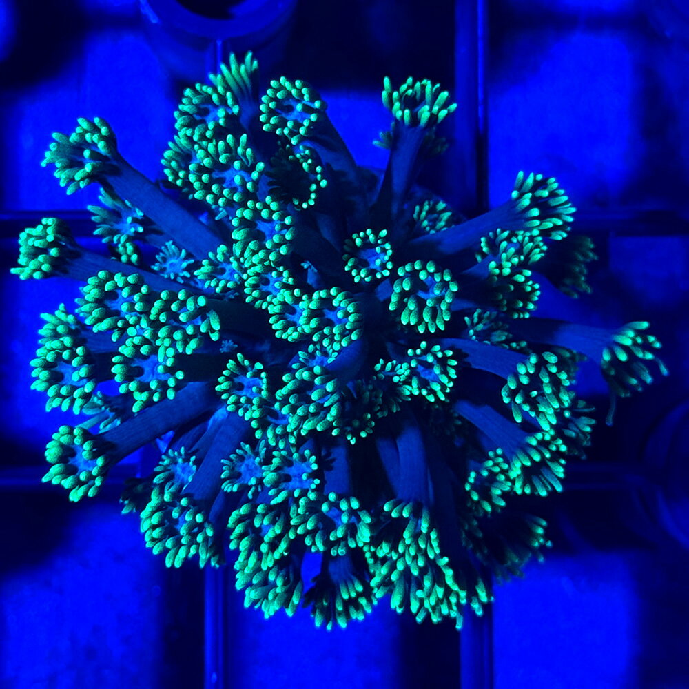 （サンゴ）一点物　インドネシア産　ハナガササンゴ　プラグ付き　CM−17345（1個）　北海道・九州航空便要保温