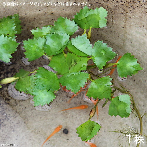 ※秋期から春先にかけての出荷の場合、地上部の葉が一部枯れた状態または地上部が無い状態での出荷となる場合がございます。 冬越しの為の休眠状態ですのでご理解を御願い致します。−コオニビシ発送サイズ−どんな種類？一年草の浮葉植物。葉は菱形で、長さ3-6cm、幅4-9cm。茎の先端から葉を放射状に叢生して、水面を覆う。 果実は石果で、長さ45-70mmと大型になる。果実には4本のとげをもち、胚乳にでんぷんを貯蔵している。近縁種としてヒシ、ヒメビシなどがある。ヒシやオニビシの葉の大きさは変異が大きく、確実に同定するためには果実を見る必要がある。ヒシの果実にあるとげは2本である一方で、ヒメビシとオニビシの果実には4本のとげがあることで区別できる。またヒメビシに比べ、オニビシの方が大型になる。果実中にある胚乳にはでんぷんが貯蔵されており、食用になる。別名−学名（※）Trapa natans var. pumila（※）…改良品種や学名が不明の種は流通名での記載の場合があります。分類ヒシ科(Trapaceae)ヒシ属(Trapa)分布日本、ユーラシア大陸、北アメリカ草丈−開花期1月〜12月冬季の冬越し−冬季〜早春の販売について・植物の特性により、地上部が枯れたような状態、または一部が枯れたような状態での出荷となる場合がございます。・新芽の発芽等を確認した状態で発送致しますが、冬季から春先にかけての出荷の場合、ハウス内等暖かい場所で管理されたものとなる場合があり、屋外に置かれますと寒さにより状態を崩す恐れがあります。注意※表記サイズはおおよその目安です。育成環境や、成長の度合いにより最大サイズは異なります。※入荷状況等により、ポットなし1ポット分での発送となる場合がございます。※寄せ植え、一部商品を除くお届けする苗の状態について（ビオトープ）水辺植物　ヒシ（1株）　浮葉植物（ビオトープ）水辺植物　ヒシモドキ（1株）　浮葉植物（ビオトープ）水辺植物　オニビシ（1株）浮葉植物（ビオトープ）水辺植物　ヒメビシ（1株）　浮葉植物（山野草）トチカガミ（鼈鏡）（1株）（ビオトープ）水辺植物　ヘテランテラ　レニフォルミス（1株）　抽水植物　浮葉植物 … _aqua　金魚・メダカ　水辺植物　水生植物　浮葉植物　ヒシ　コオニビシ　小鬼菱　ガーデニング　その他水辺植物　all_plants　20110420　_gardening　植物　植物生体　ガーデニング生体　育て方　育成方法　栽培方法■この商品をお買い上げのお客様は、下記商品もお買い上げです。※この商品には付属しません。■（ビオトープ）水辺植物　ヒシ（1株）　浮葉植物（ビオトープ）水辺植物　ヒシモドキ（1株）　浮葉植物（ビオトープ）水辺植物　オニビシ（1株）浮葉植物（ビオトープ）水辺植物　ヒメビシ（1株）　浮葉植物（山野草）トチカガミ（鼈鏡）（1株）（ビオトープ）水辺植物　ヘテランテラ　レニフォルミス（1株）　抽水植物　浮葉植物