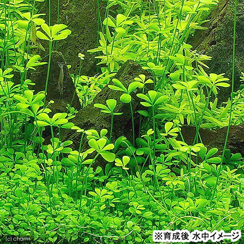 （水草）ベトナムクローバー（水中葉）（無農薬）（5株分）