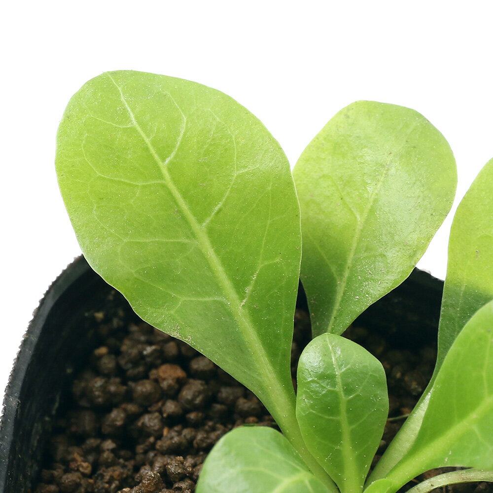 樂天商城 - （ビオトープ）水生植物　ハイハマボッス（ウォーターローズ）（1ポット）湿生植物　日本産水草