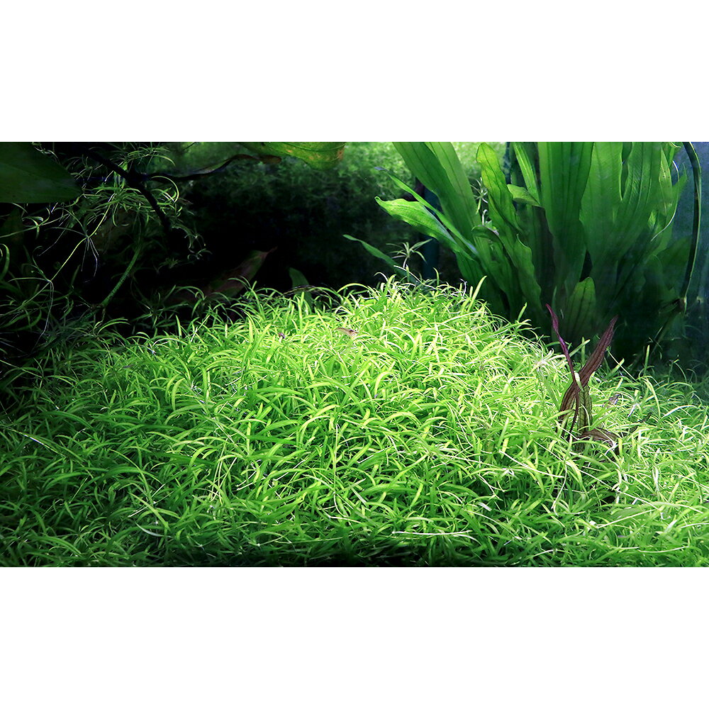 �ʿ���˥��եꥫ��������󥽡��ɡʿ����աˡ�̵�����ˡ�3����