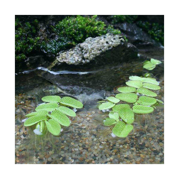 日本在来種の浮き草です！サンショウモ（6株）販売名サンショウモ別名山椒藻学名（※）Salvinia　natans　［サルビニア　ナタンス］Salvinia［人名］natans［（水面を）浮遊する］（※）…改良品種や学名が不明の種は流通名での記載の場合があります。分類サンショウモ科（Salviniaceae）サンショウモ属（Salvinia）分布日本どんな種類？育成難易度　→　★★★★☆サンショウモ科（Salviniaceae）の植物。学名Salvinia　natans。natans［（水面を）浮遊する］とい意味。シダの1種。オオサンショウモより一回り小さく、オオサンショウモは成葉の葉縁が押し出されるように水面よりも上に突き出ますが、サンショウモは突き出ません。またオオサンショウモは葉の表面の突起模様（毛）が縞で、サンショウモはプツプツとして凹凸状の突起です。葉序は3輪生で、その内の2枚は浮き葉、1枚は根のような形で水中に垂れ下がります。浮き葉の表面に毛があり、3本程度で毛先が結ばれ、水をはじくようになっています。根のような水中葉には球形の胞子のう果（胞子を包む皮）が葉の軸に沿って付き、雌雄別々の胞子のう果になります。日当たりの良い場所であれば特に問題なく育てられます。水槽内では60cm水槽で3灯以上、酸性〜弱酸性、ソイル、CO2添加あり、液肥主体の施肥で育成しやすいです。ビオトープなどの場合は日当たりの良い場所であれば特に問題なく育てられます。葉が柔らかいので食害などに注意してください。育成要件＆データ光量　　　　　→　60cm20W3灯以上CO2　　　　 →　1滴／3秒（60cm標準水槽相当）pH　　　　　　→　6〜7GH　　　　 　 →　0〜6kH　　　　　　→　0〜6温度　　　　　→　20〜28度底砂　　　　　→　ソイル、砂、大磯推奨水槽　　→　30cm以上植栽位置　　→　水面草姿　　　　　→　シダ、浮草最大草姿　　→　葉幅1．5cm生長速度　　→　速め増殖方法　　→　分裂※…育成環境は一例です。必ずしもこの環境下であれば育つことを確約するものではございません。注意※表記サイズは1株（1本）でのおおよその目安です。育成環境や、成長の度合いにより最大サイズは異なります。※入荷状況等により、ポットなし1ポット分での発送となる場合がございます。 ←詳しくはこちらをご覧ください。（めだか）ヒメダカ（6匹）（エビ・貝）ヒメタニシ（10匹）（＋1割おまけ） … _aqua　_gardening　wptop6_190619　p5mizbrk2305　サルビニア・（浮草）サンショウモ（無農薬）（1株） 構成する商品内容は在庫状況により予告無く変更になる場合がございます。予めご了承下さい。■この商品をお買い上げのお客様は、下記商品もお買い上げです。※この商品には付属しません。■（めだか）ヒメダカ（6匹）（エビ・貝）ヒメタニシ（10匹）（＋1割おまけ）