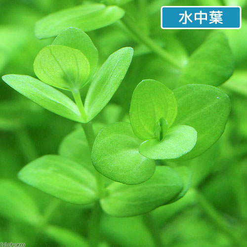 （水草）鉢植え　ドルマリアコルダータ（水上葉）（無農薬）（1鉢）