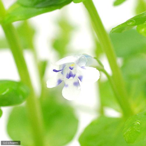 （水草）鉢植え　ドルマリアコルダータ（水上葉）（無農薬）（1鉢）