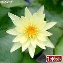 (ビオトープ)睡蓮 熱帯性睡蓮(スイレン)(黄) トレイル ブレイザー(1ポット)