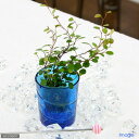 (観葉植物)ミニ観葉 オアシス苗 ワイヤープランツ(1苗)