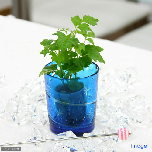 （観葉植物）ミニ観葉 オアシス苗 ステレオスペルマム（ラデルマケラ シニカ）（1苗）