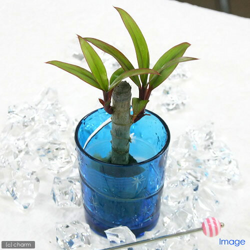 （観葉植物）ミニ観葉 オアシス苗 コルディリネ パープルコンパクタ（1苗）