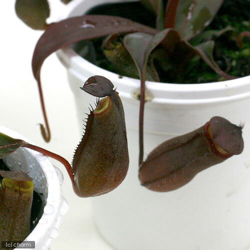 （食虫植物）ウツボカズラ　ネペンテス　レッドアラタ　2．5～3号（1ポット）【HLS_DU】