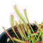 (食虫植物)モウセンゴケ アフリカナガバモウセンゴケ(ドロセラ カペンシス)赤花 2.5〜3号(1ポット) 810円