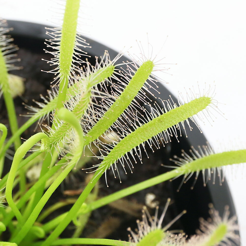 （食虫植物）モウセンゴケ　アフリ