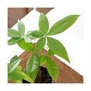 (観葉植物)パキラ 3~3.5号(1ポット)