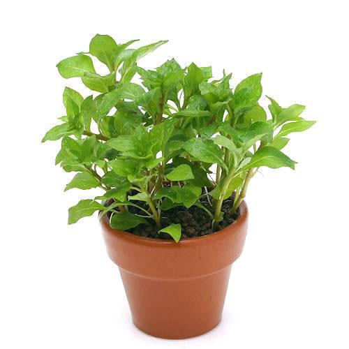 （水草）ミニ素焼き鉢　ルドウィジア　レペンス　グリーン（水上葉）（無農薬）（1個）
