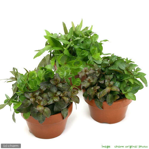 charm 楽天市場店の（水草）素焼き鉢　寄せ植えミックス（水上葉）（無農薬）（3鉢）｜アングル2