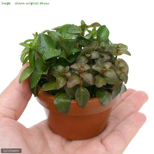 charm 楽天市場店の（水草）素焼き鉢　寄せ植えミックス（水上葉）（無農薬）（3鉢）｜アングル3