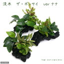 （水草）流木　ザ　ボンサイ　Ver．アヌビアスナナ　Sサイズ（水上葉）（1本）（約15cm）