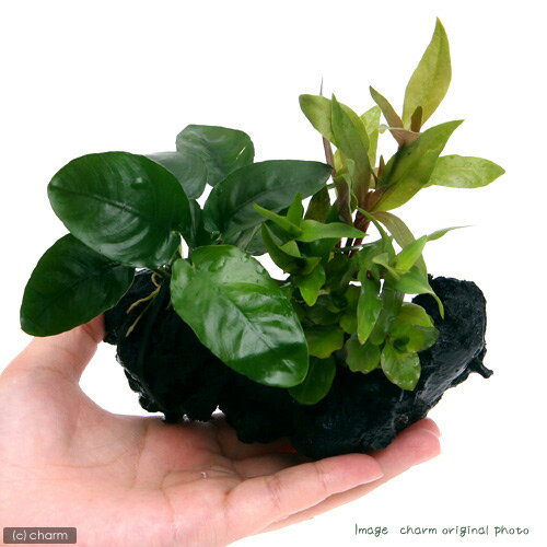 �ʿ����ή�ڡ������ܥ󥵥���Ver�����̥ӥ����ʥʡ�S�������ʿ���աˡ�1�ܡˡ���15cm��