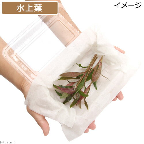 �ʿ���˥���ƥ�ʥ�ƥ顡�����ǥ��ʥꥹ�ʿ���աˡ�̵�����ˡ�10�ܡ�